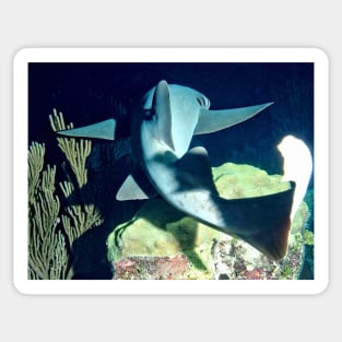 Nurse Shark on Night Dive Sticker